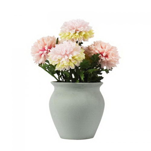 Ball chrysanthemum in ceramic pot