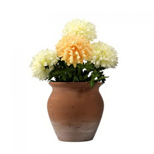 Ball chrysanthemum in ceramic pot