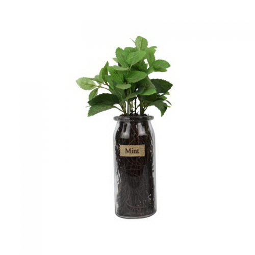 Mint in Glass Pot Vase with Black Stone