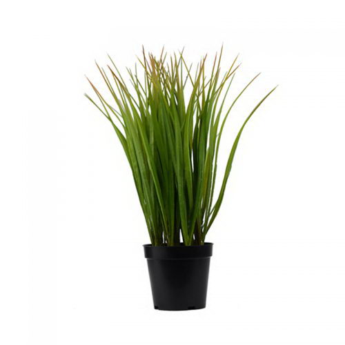 Spring grass in Plastic Pot 45.72cm