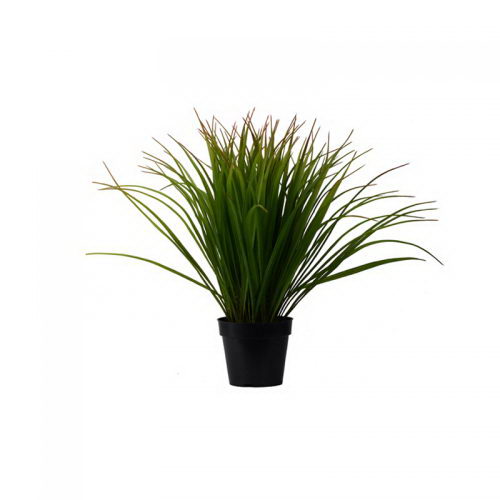 Spring grass in Plastic Pot 62.87cm