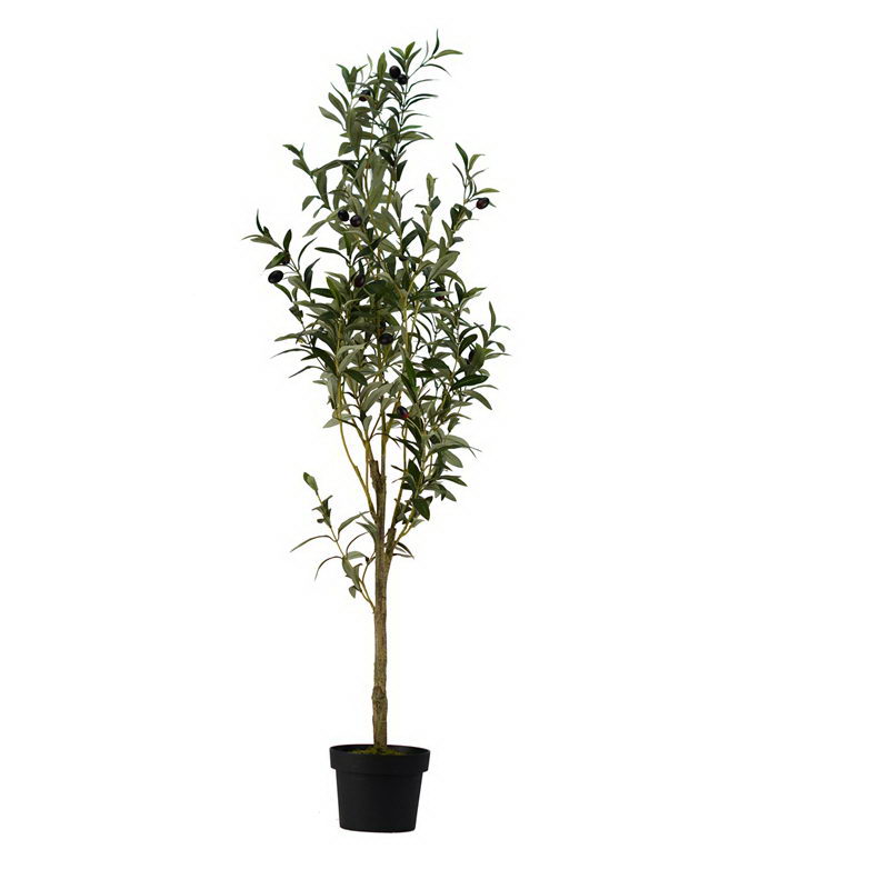 Olive Tree in Plastic Pot