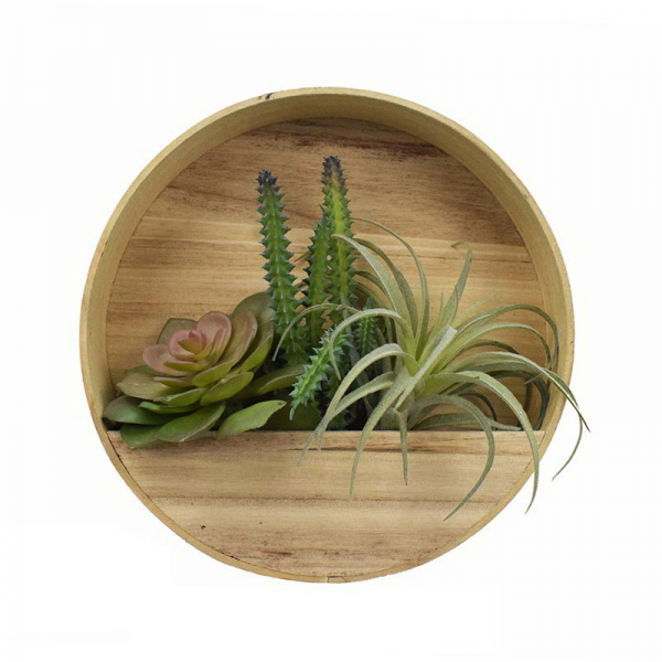  Mixed Succulent in Wall Decor Wooden Case